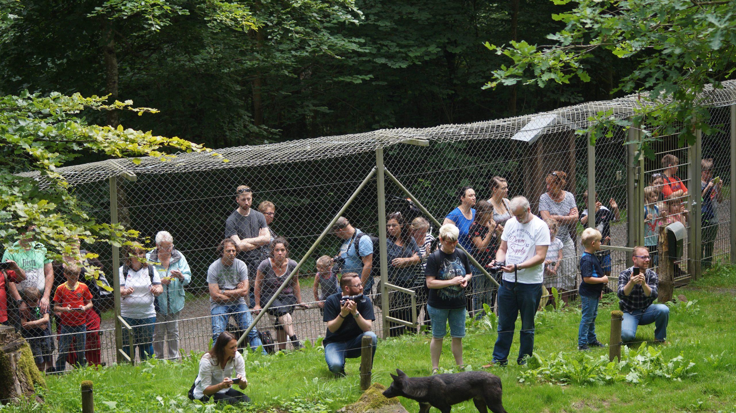 Timberwölfe im Adler- und Wolfspark Kasselburg