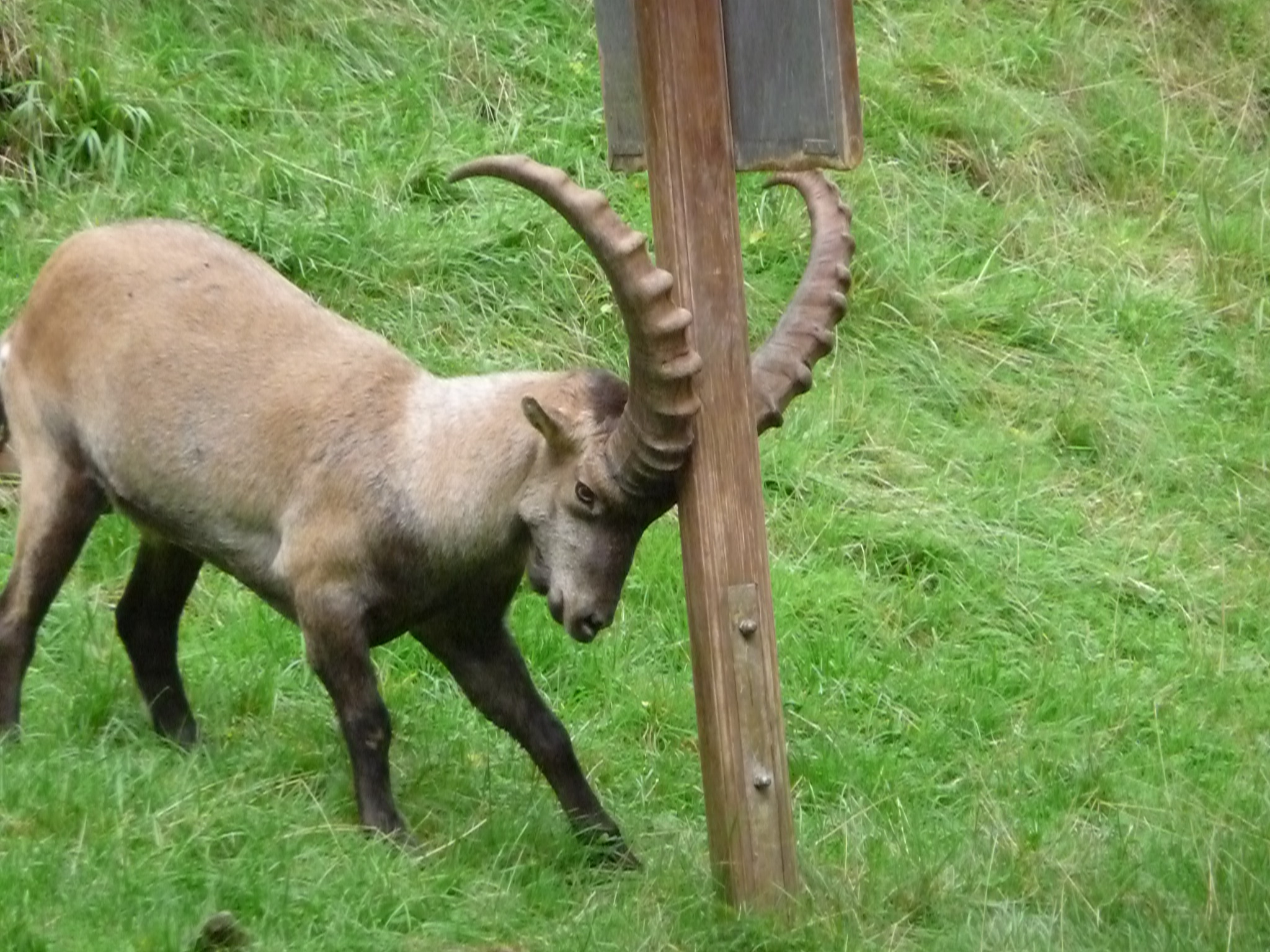 Alpensteinbock im Eifelpark Gondorf