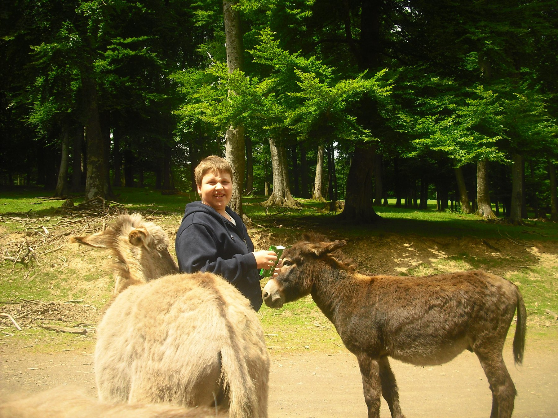 Wildpark Daun